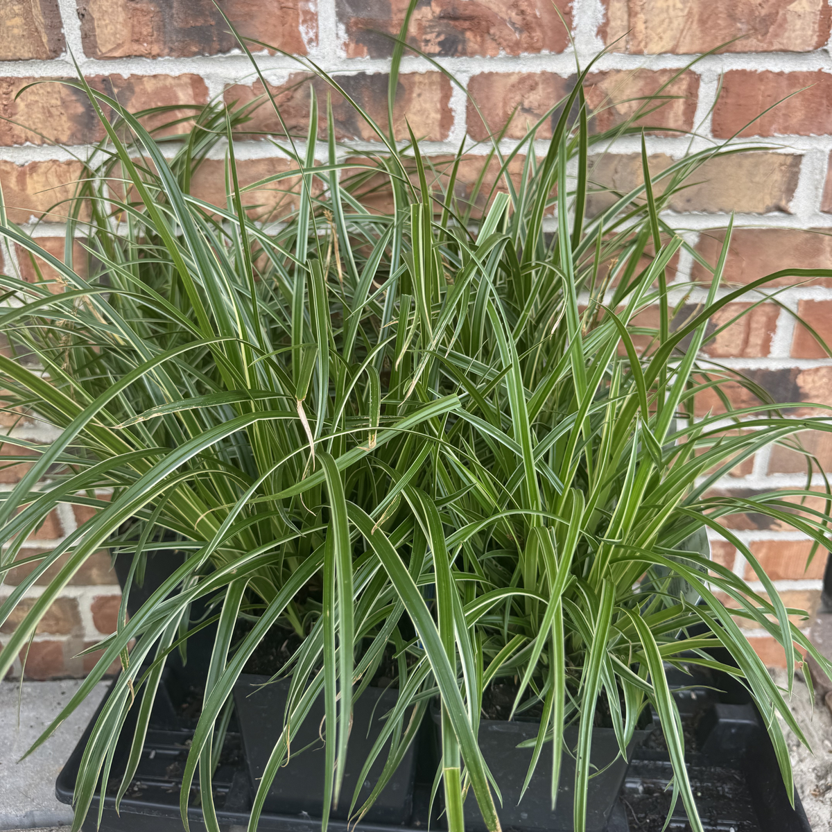 Ice Dance Sedge