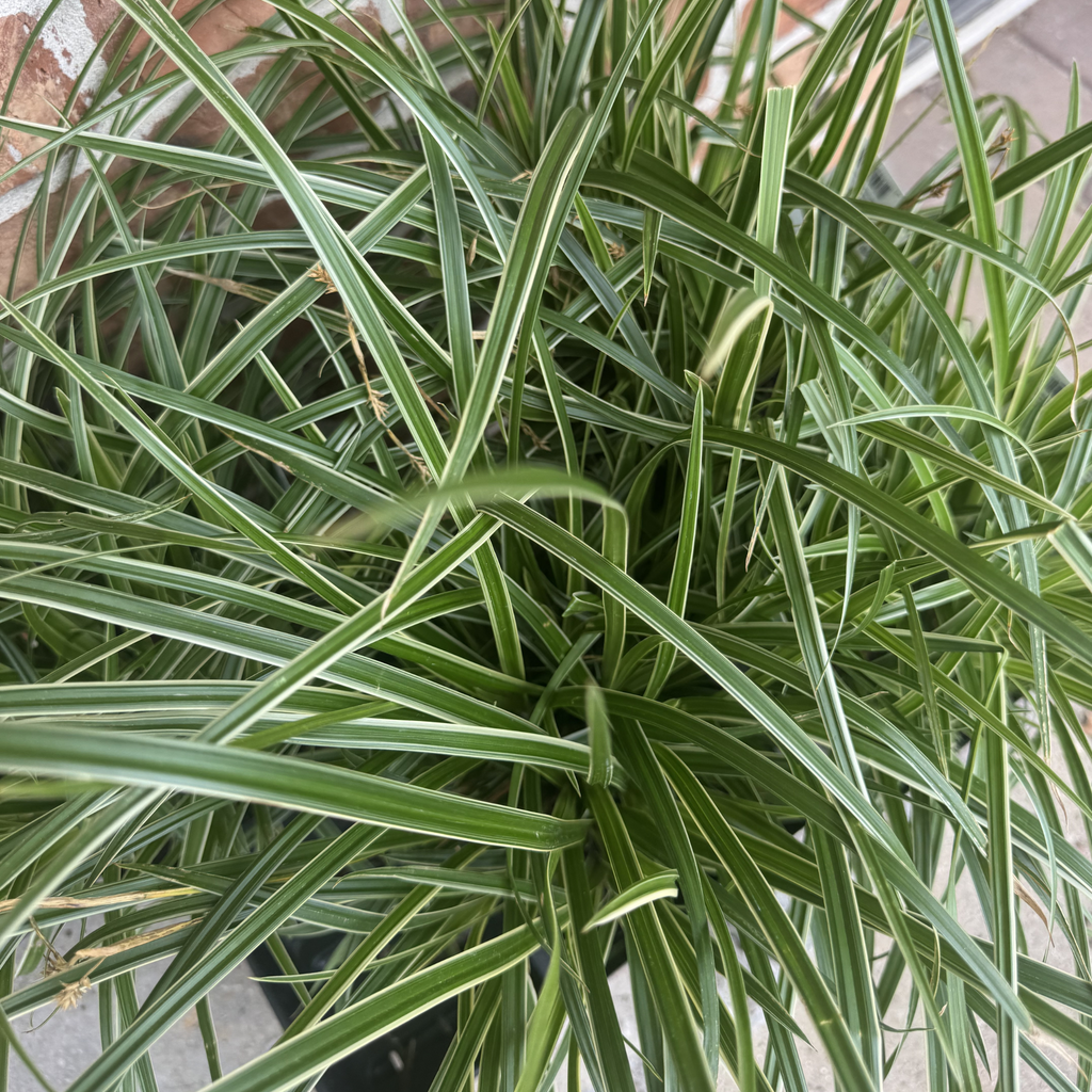 Ice Dance Sedge