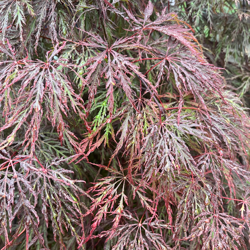 Inaba shidare Lace Leaf Japanese Maple