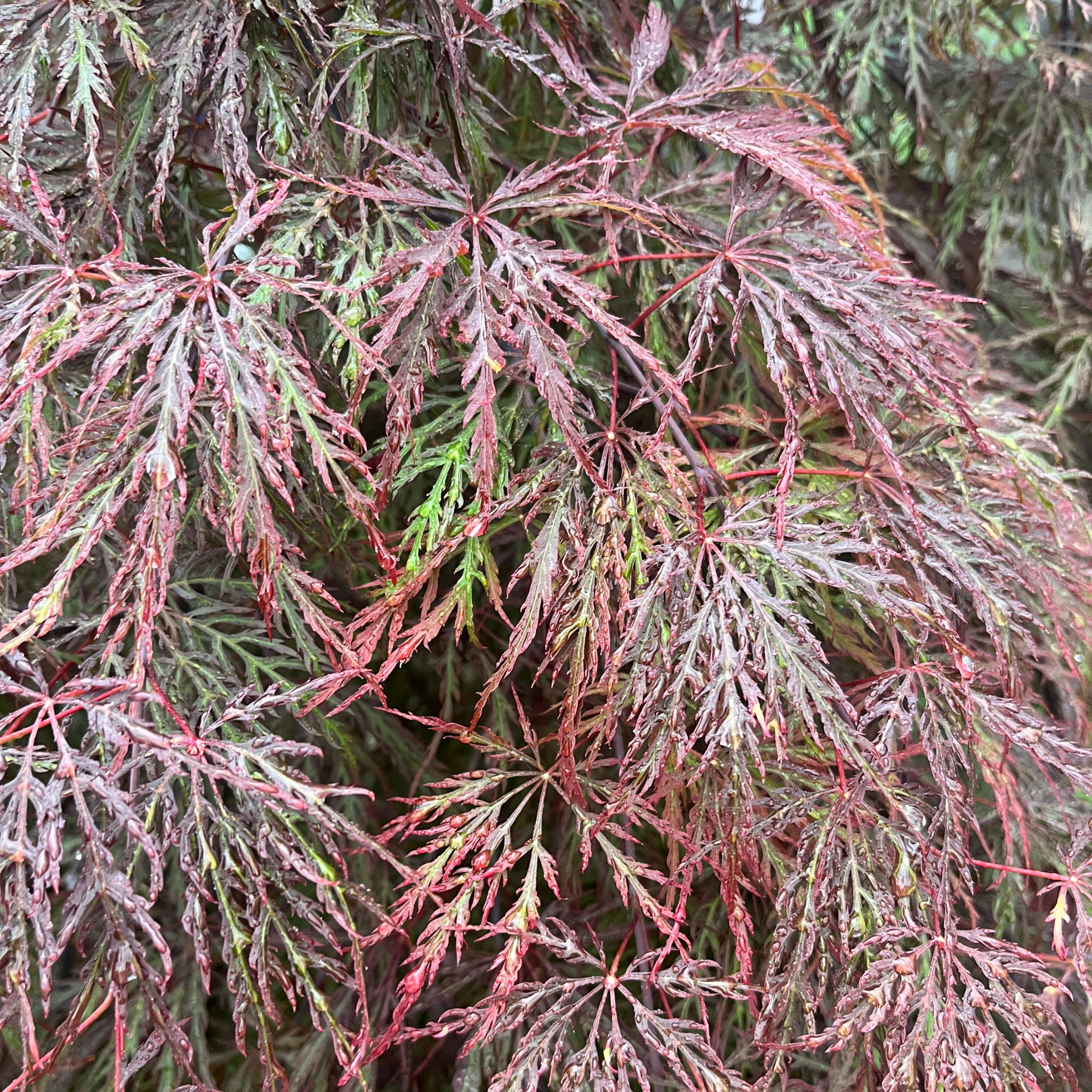 Inaba shidare Lace Leaf Japanese Maple