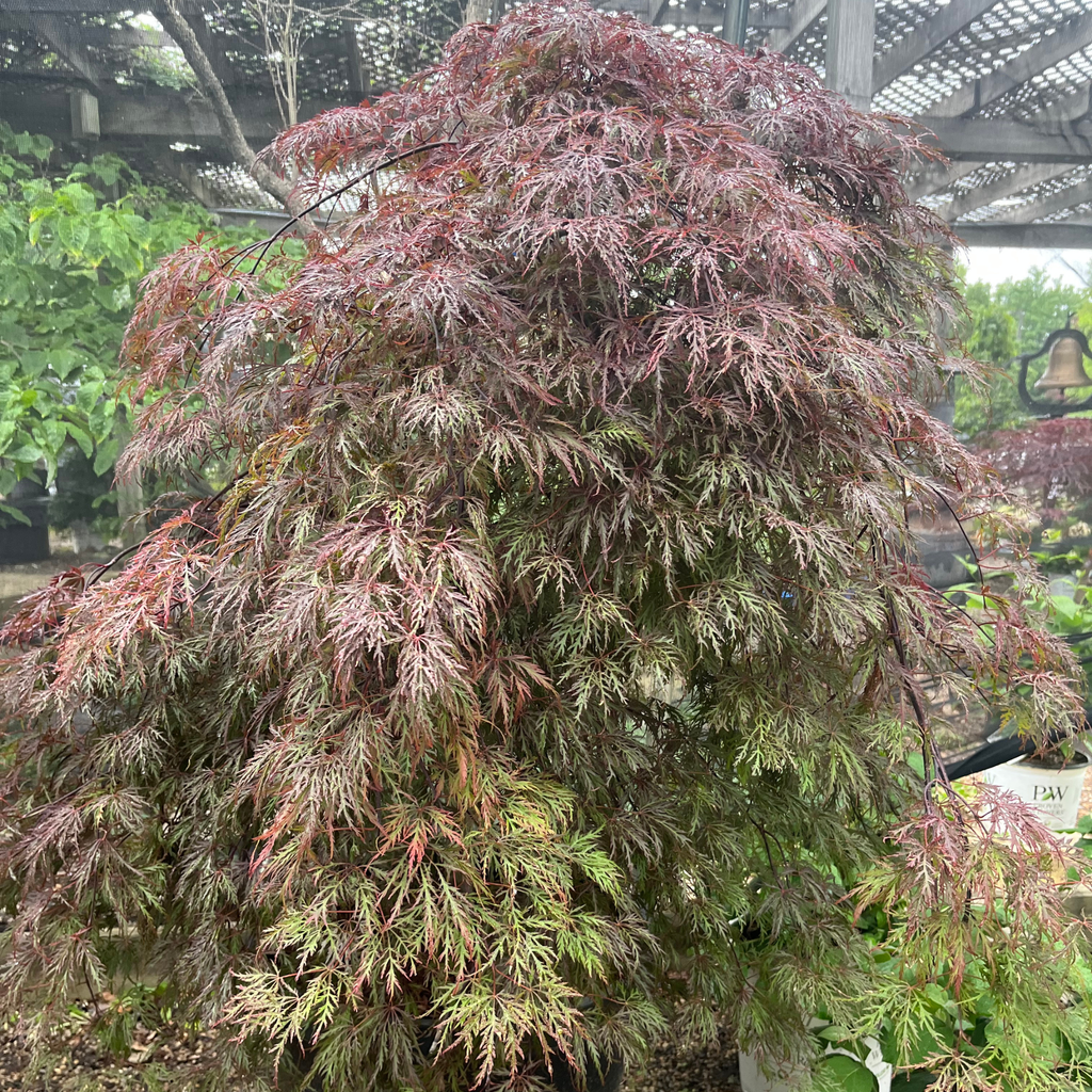 Inaba shidare Lace Leaf Japanese Maple