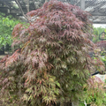 Inaba shidare Lace Leaf Japanese Maple