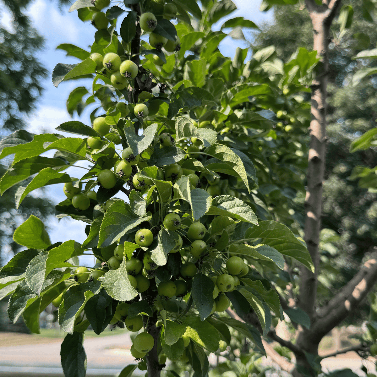 Ivory Spear Crabapple RightRoot