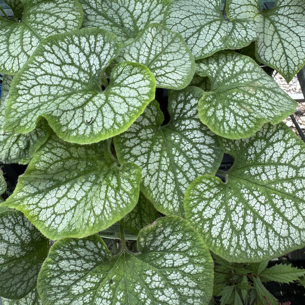 Jack Frost Brunnera