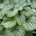 Jack Frost Brunnera