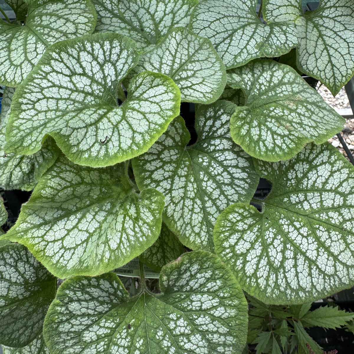 Jack Frost Brunnera