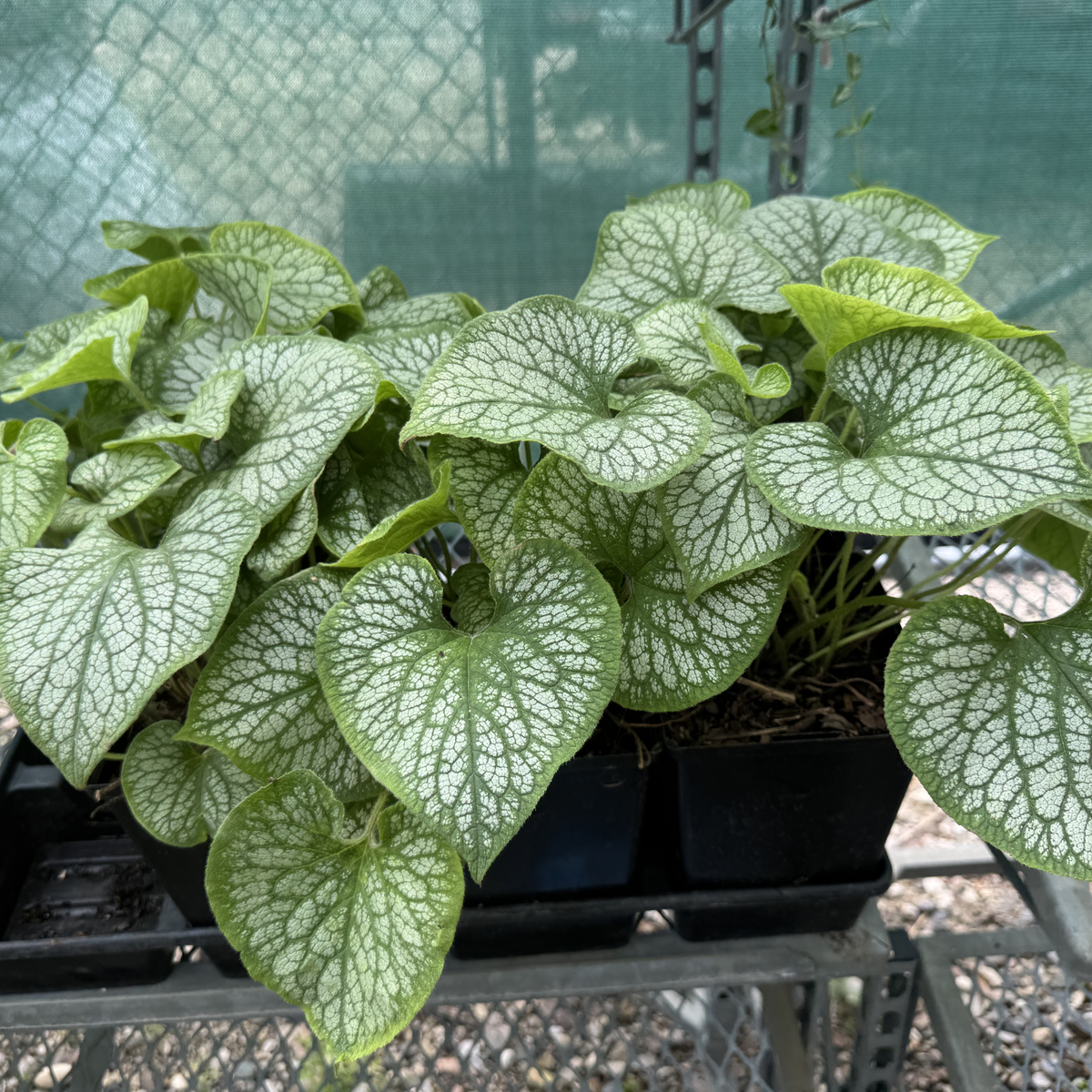 Jack Frost Brunnera