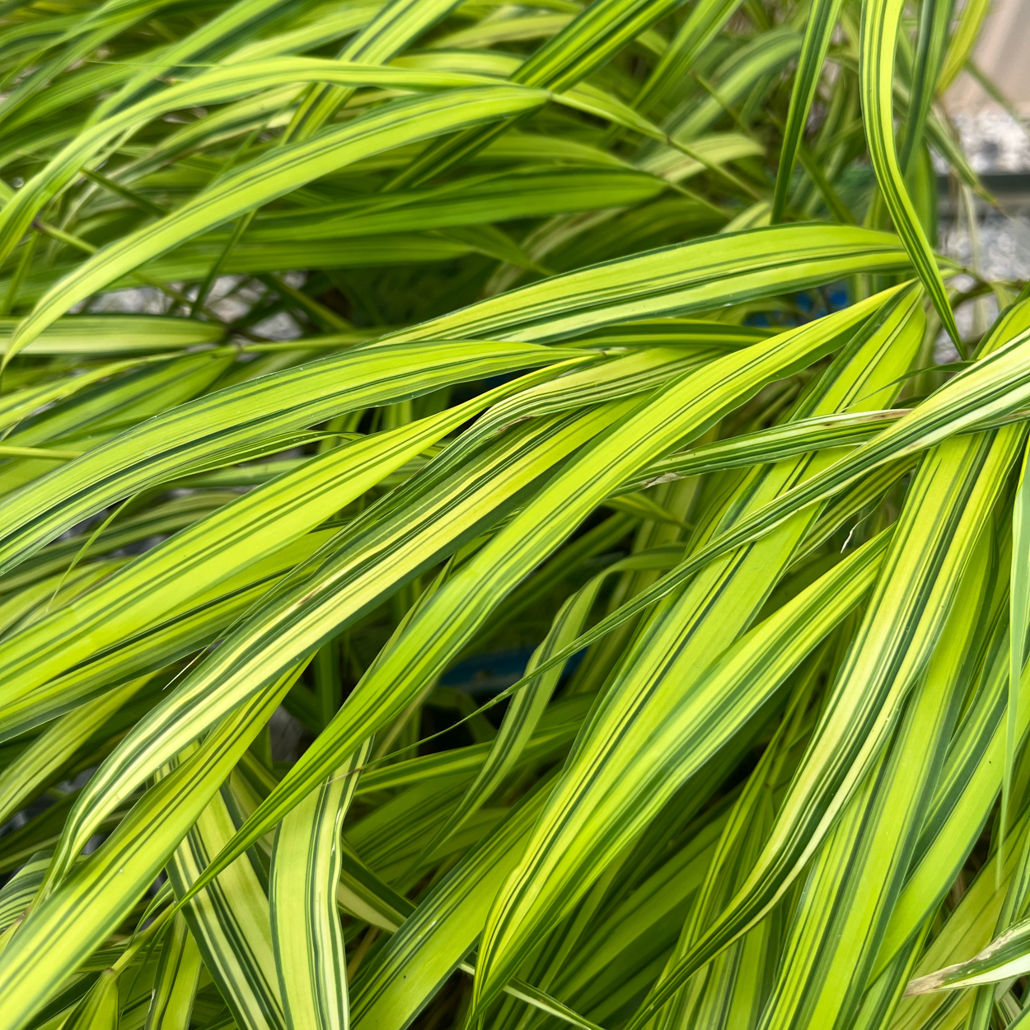 Aureola Japanese Forest Grass