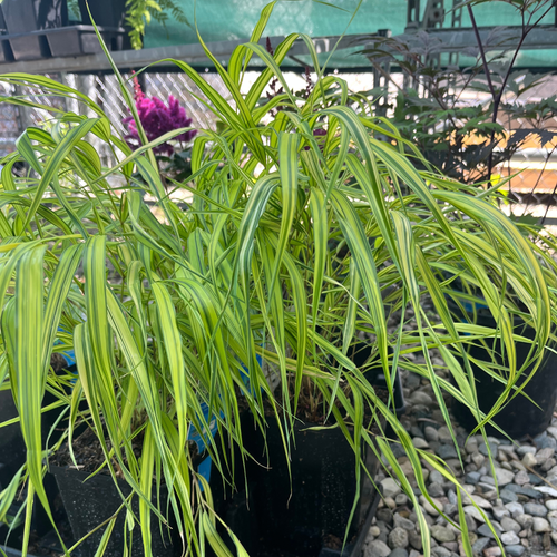 Aureola Japanese Forest Grass
