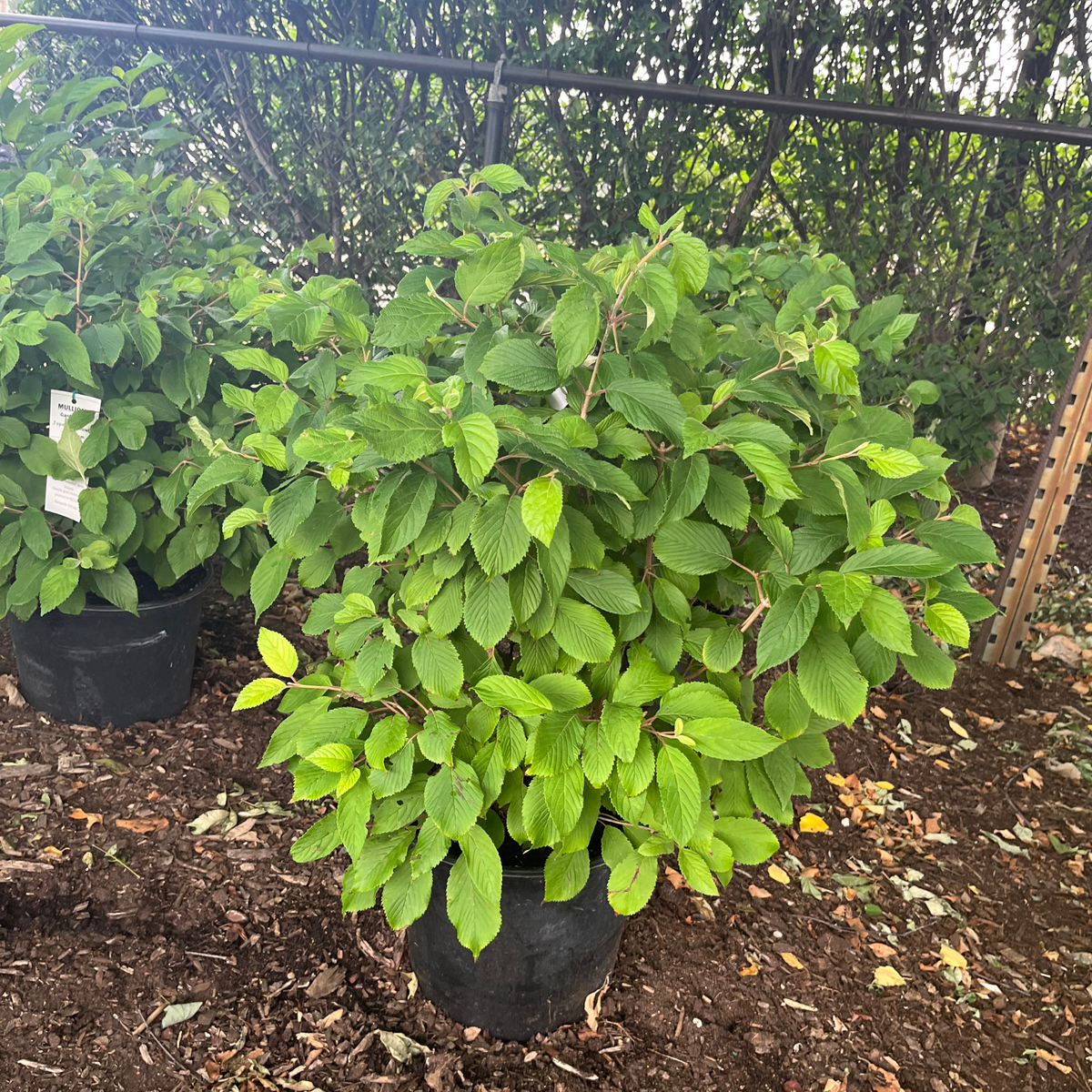 Japanese Snowball Viburnum