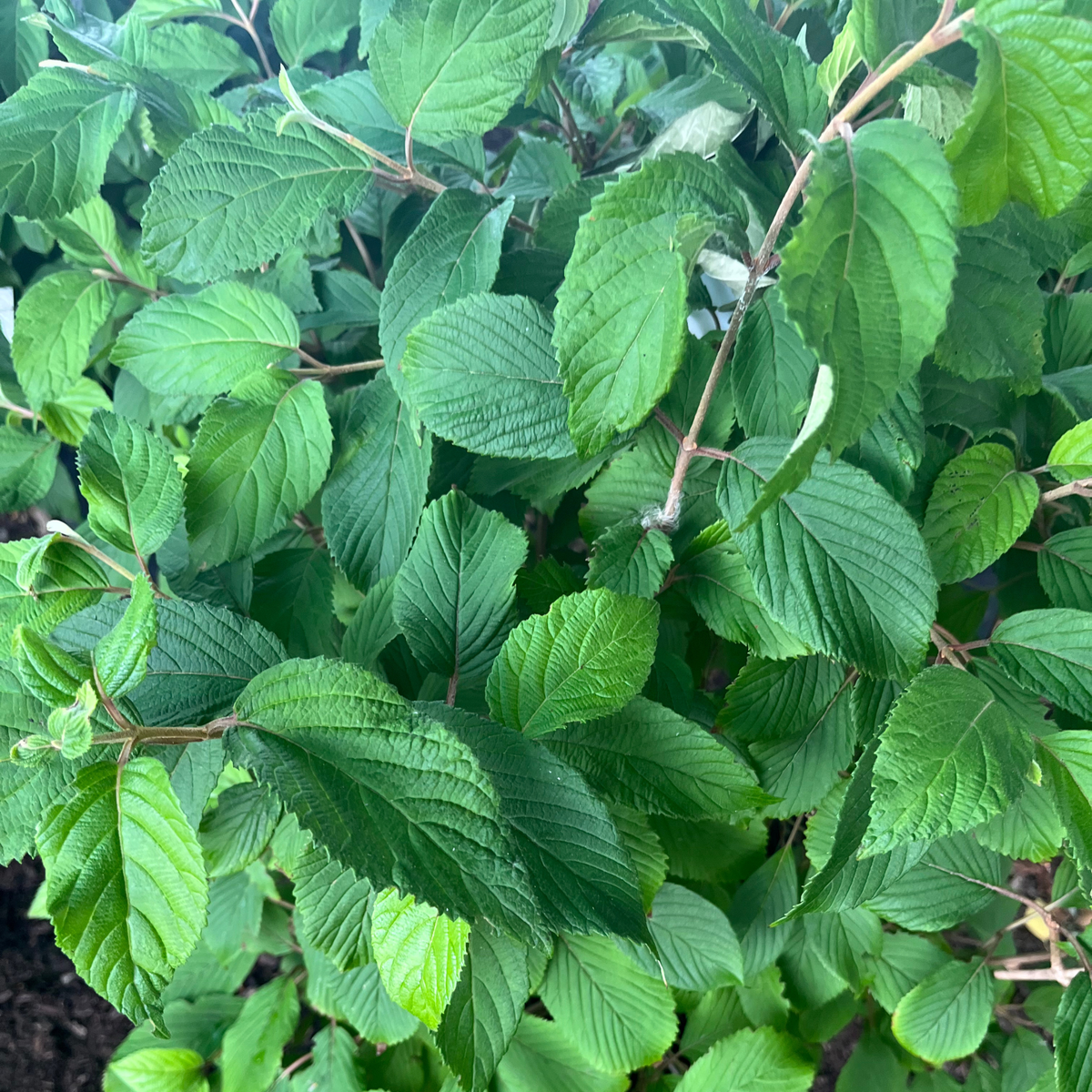 Japanese Snowball Viburnum