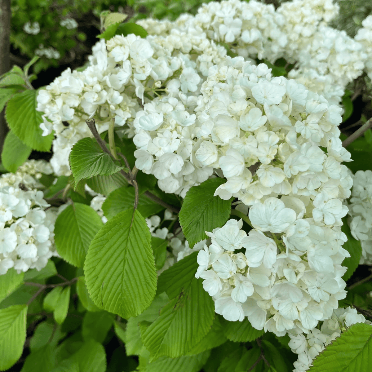 Japanese Snowball Viburnum