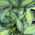 June Hosta