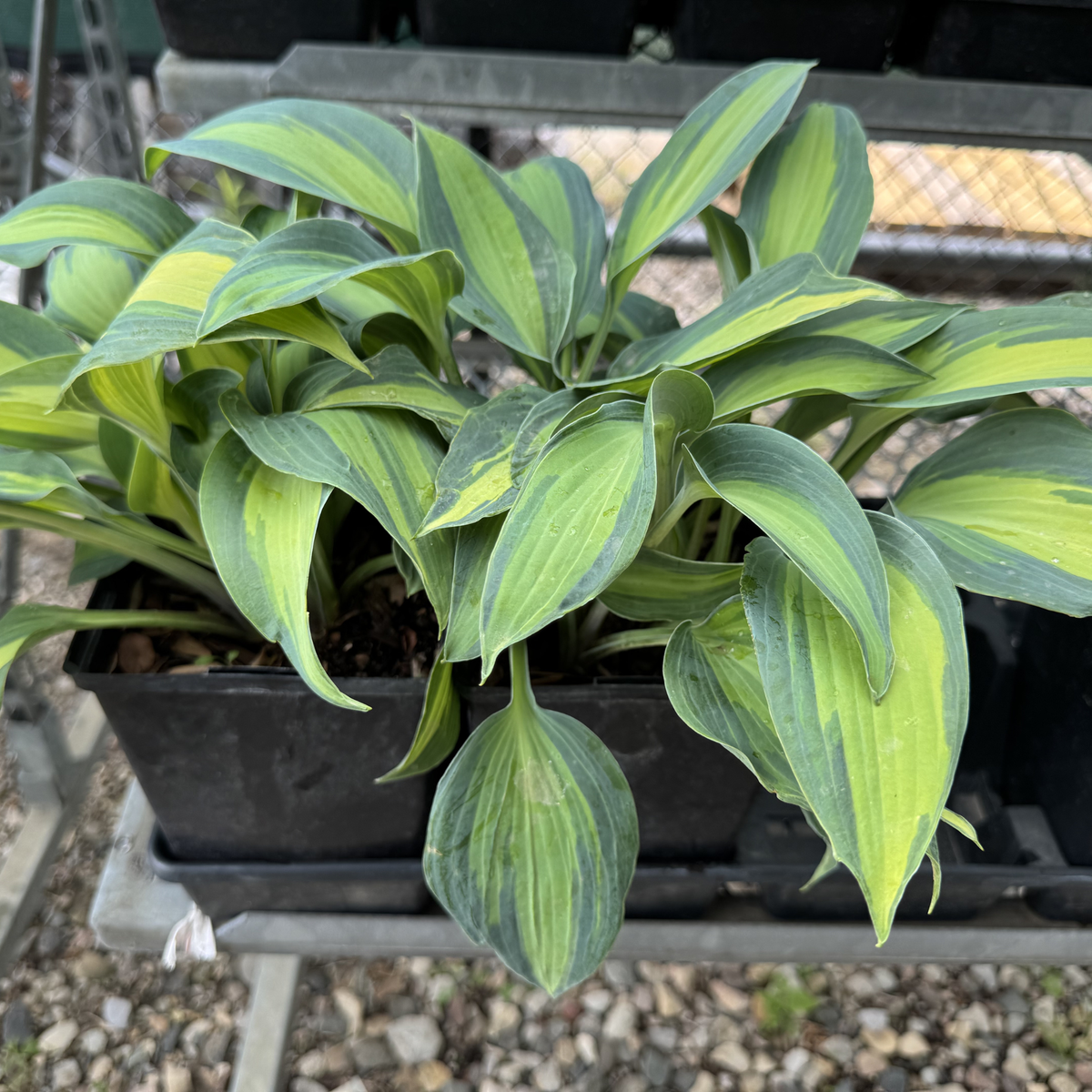 June Hosta