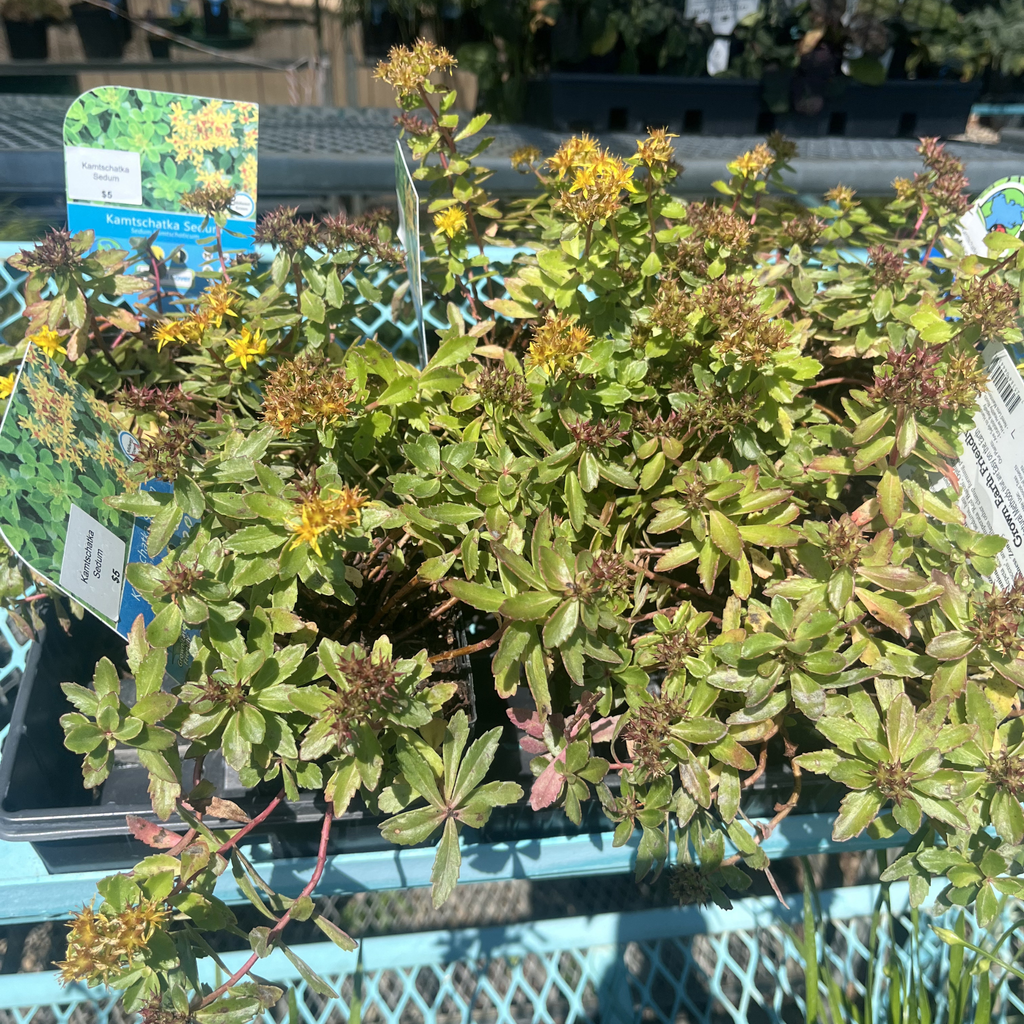 Kamtschatka Sedum