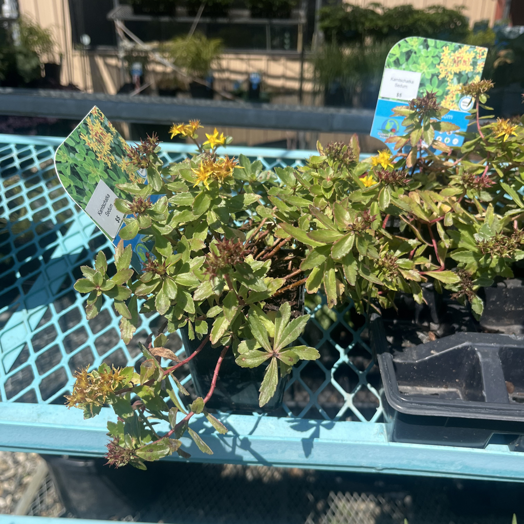 Kamtschatka Sedum