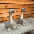 Kate's Goose