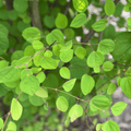 Katsura  Multi-stem