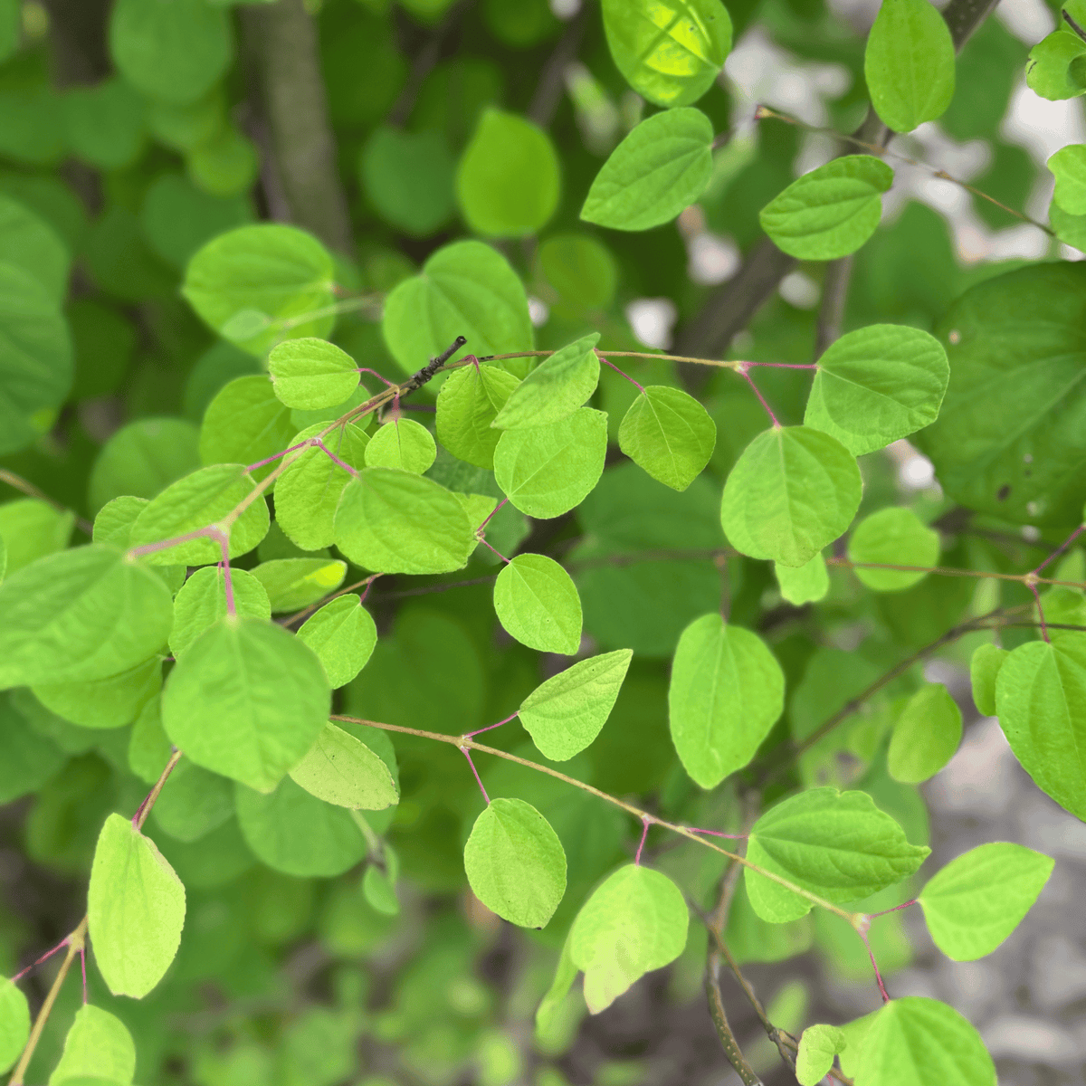 Katsura  Multi-stem