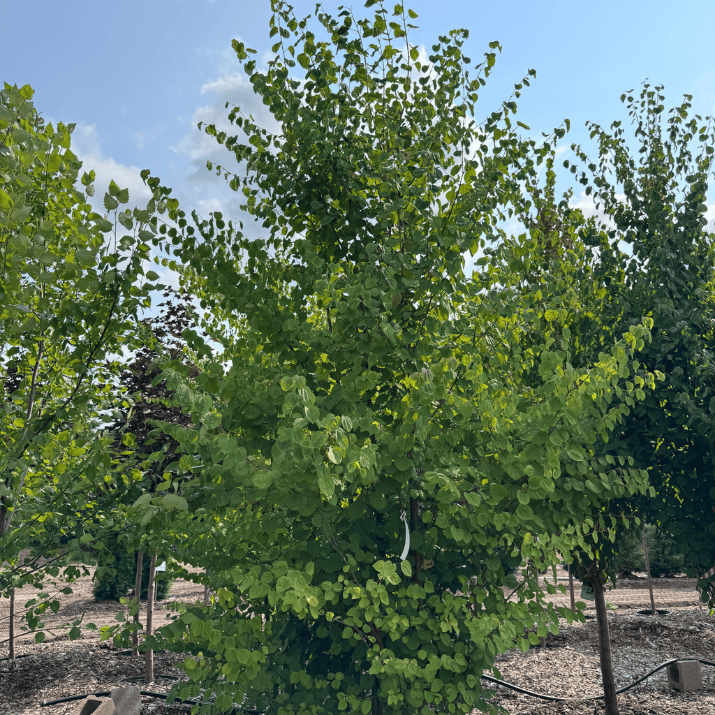 Katsura  Multi-stem