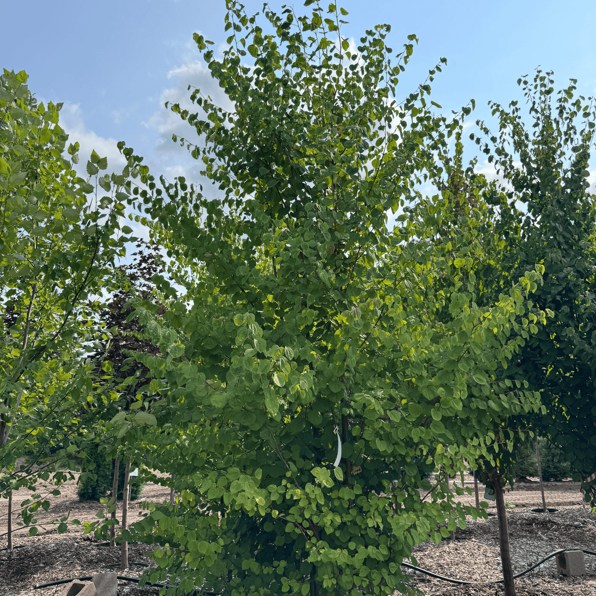 Katsura  Multi-stem