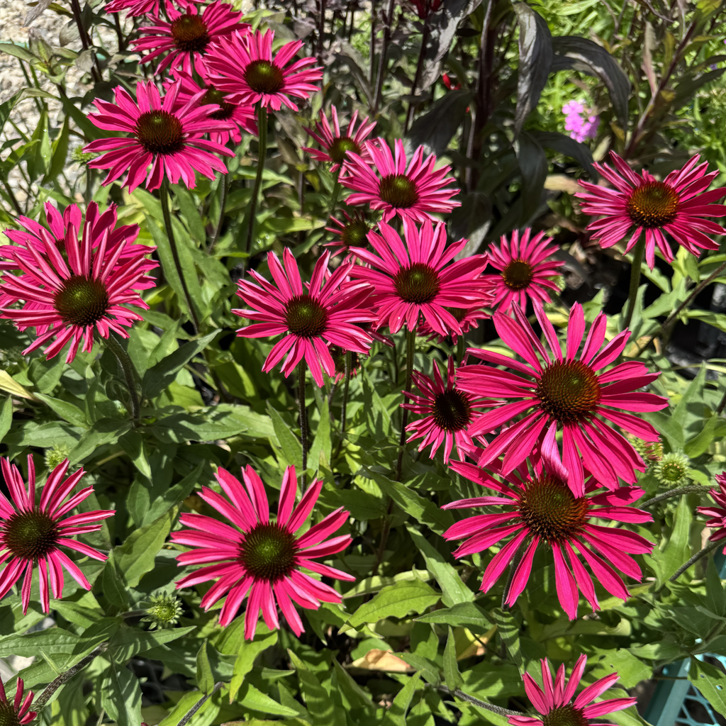 Kismet Raspberry Echinacea