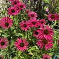 Kismet Raspberry Echinacea