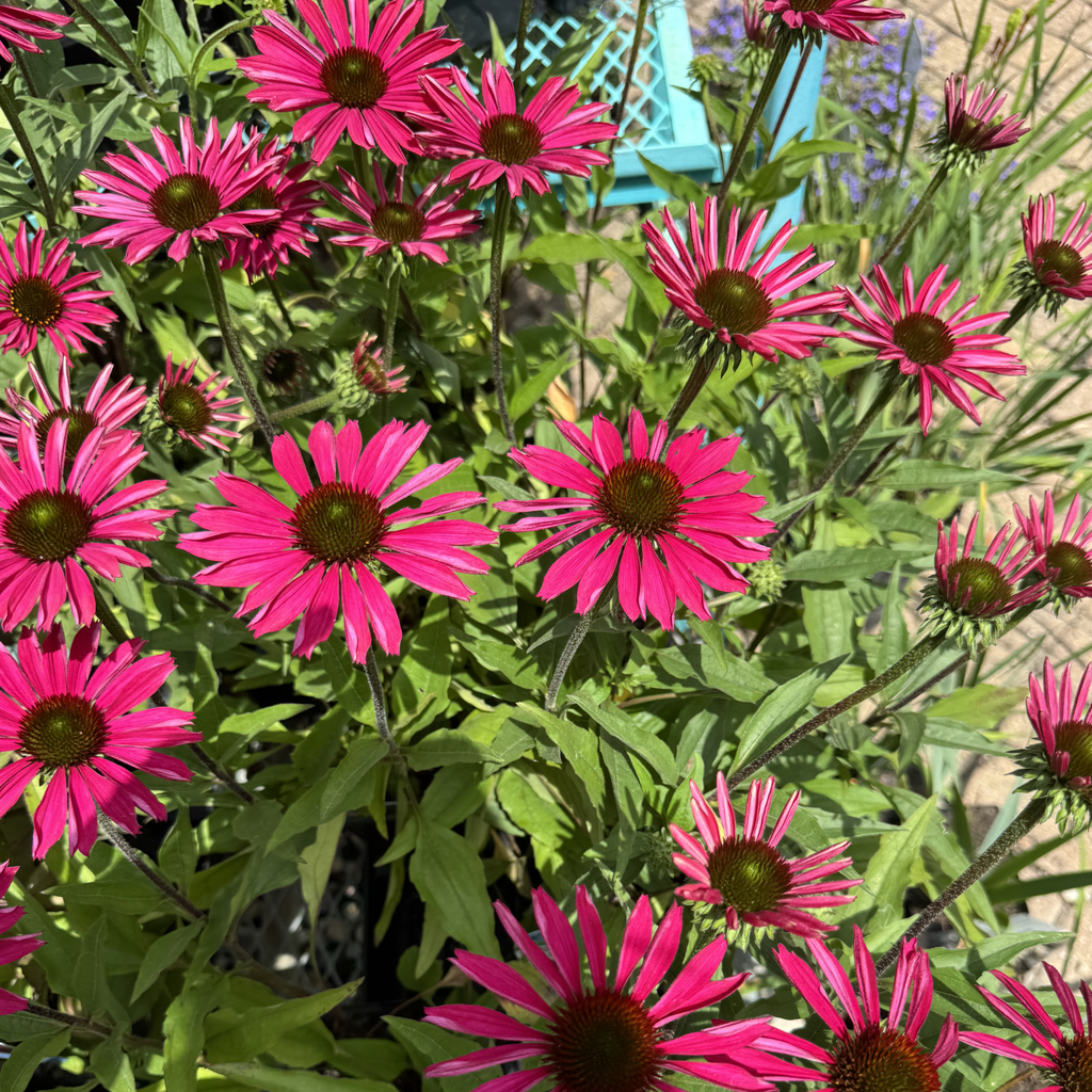 Kismet Raspberry Echinacea
