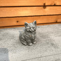 Kitty