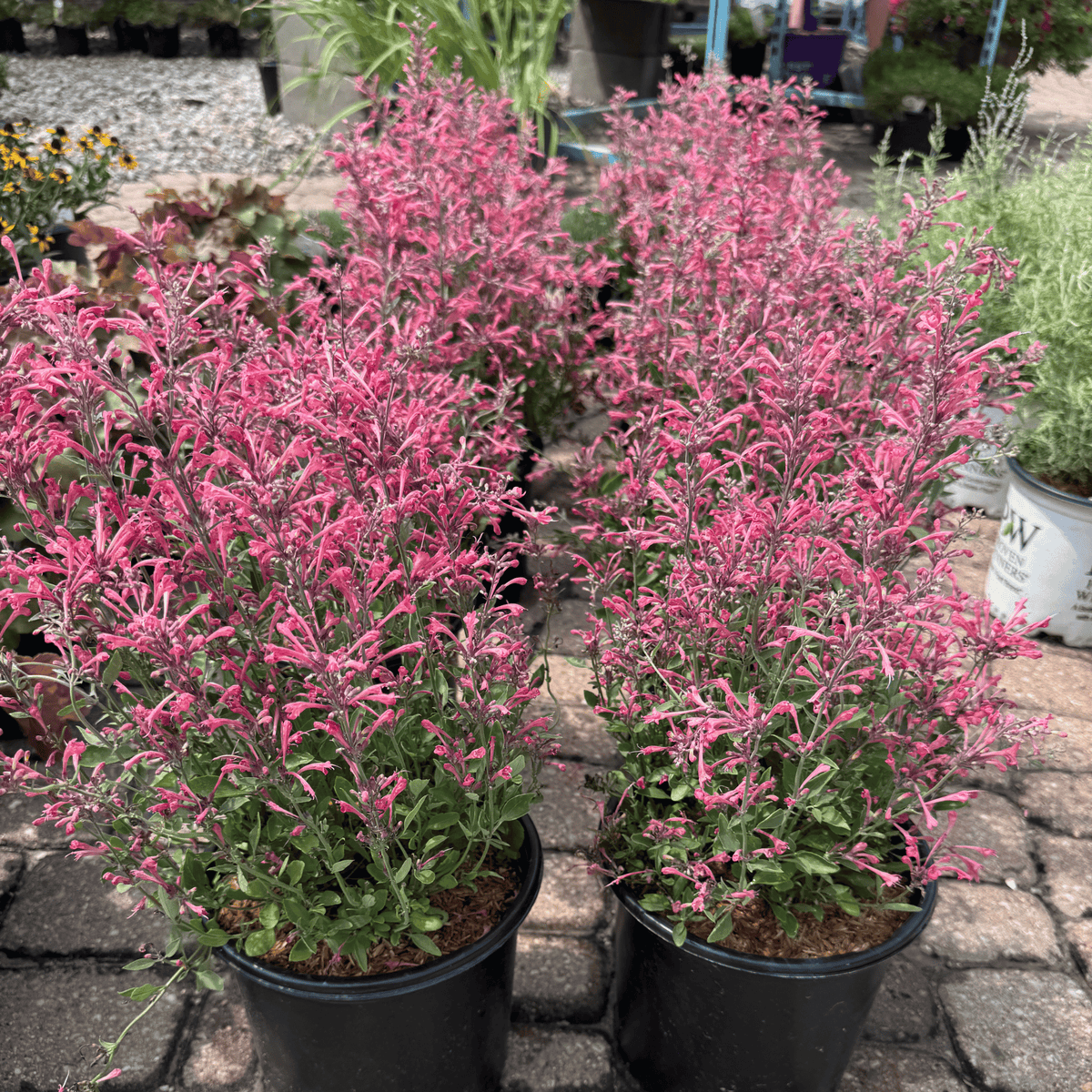 Kudos Coral Hummingbird Mint