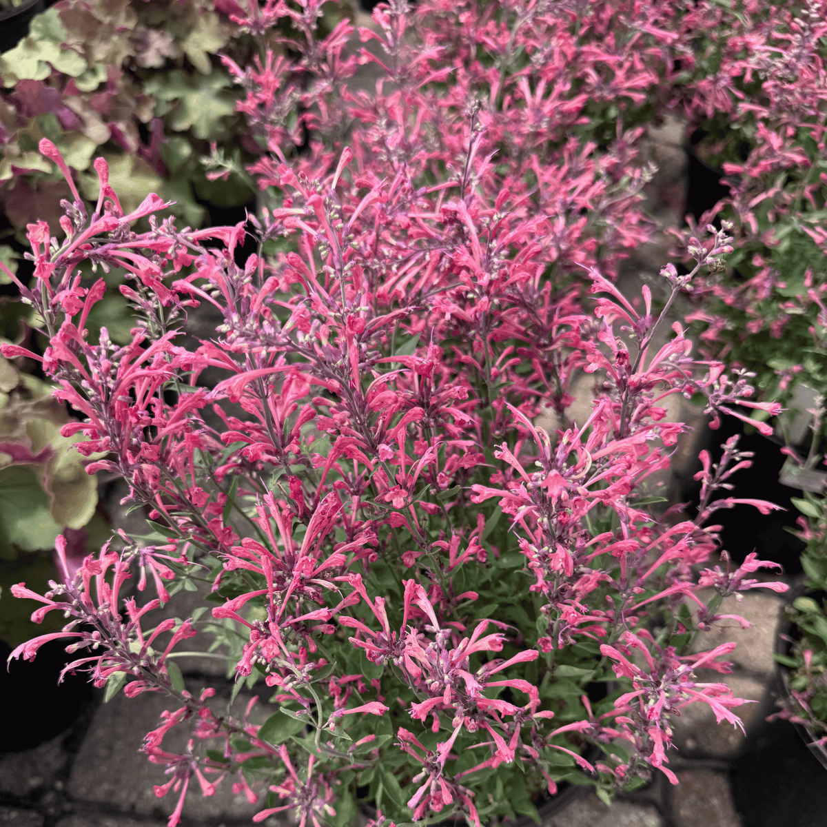 Kudos Coral Hummingbird Mint