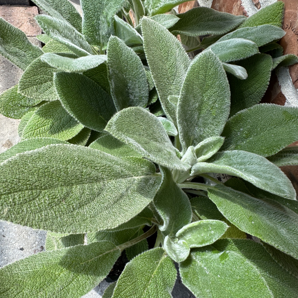 Big Ears Lamb's Ear