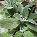 Big Ears Lamb's Ear