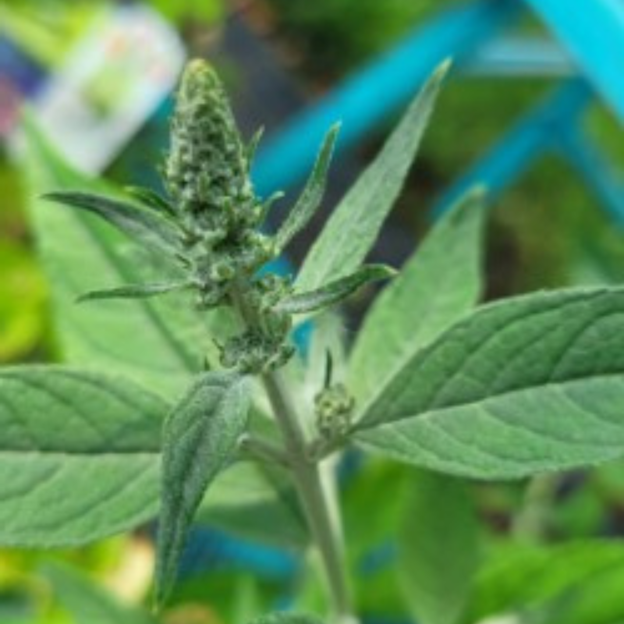 Lavender Cupcake Butterfly Bush