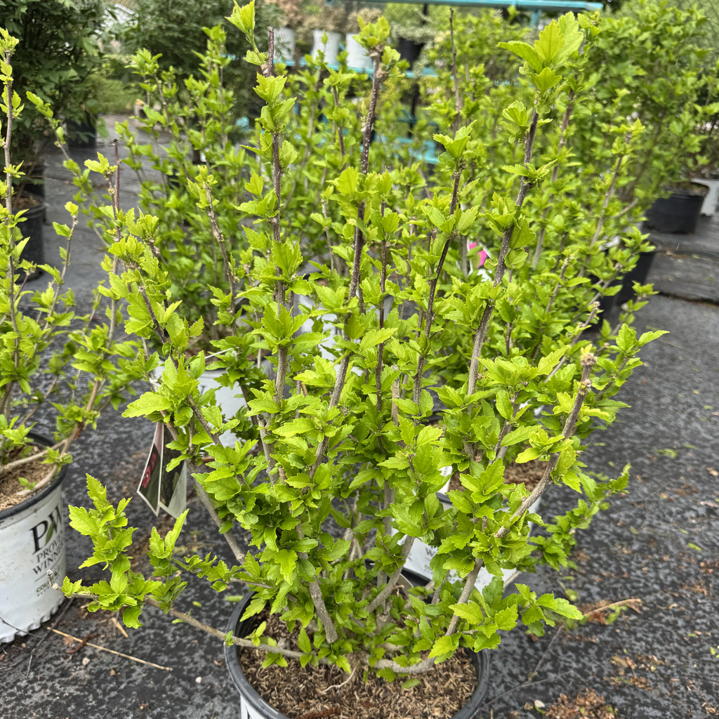 Little Kim Red Rose of Sharon