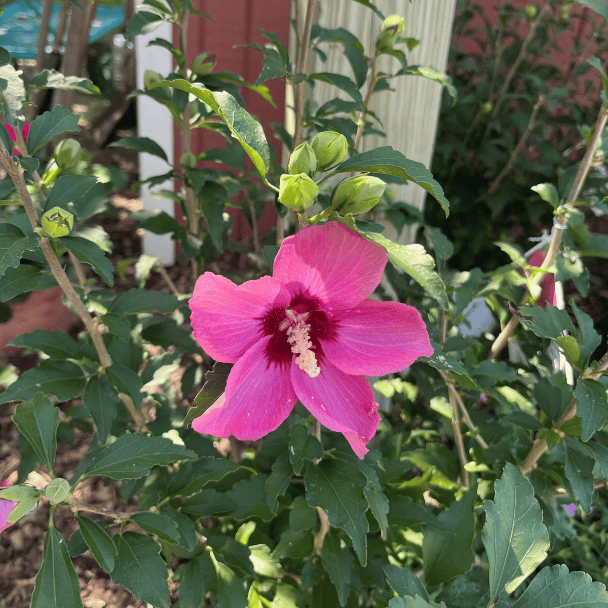 Lil' Kim Red Rose of Sharon
