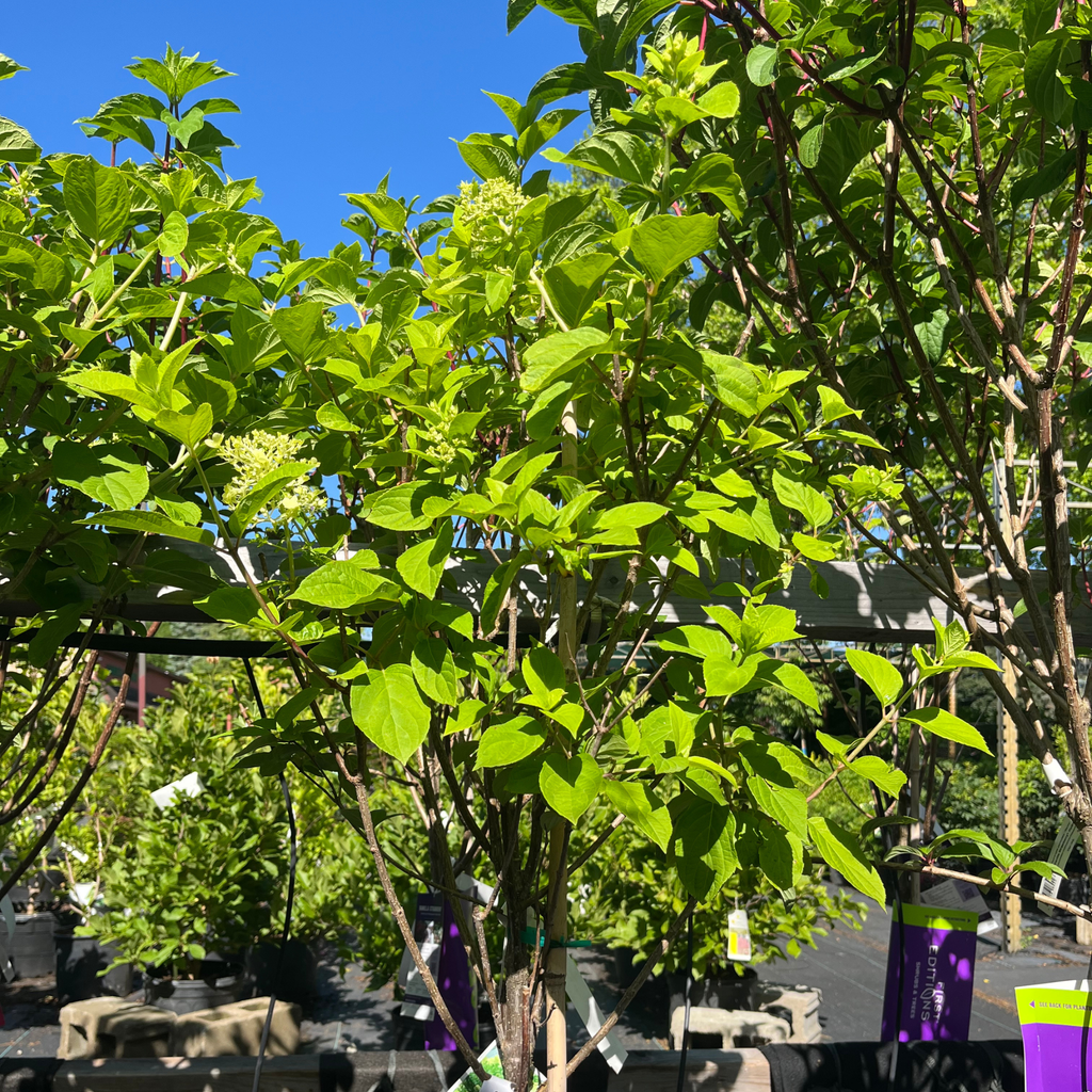 Limelight  Hydrangea Tree Form