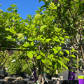 Limelight  Hydrangea Tree Form