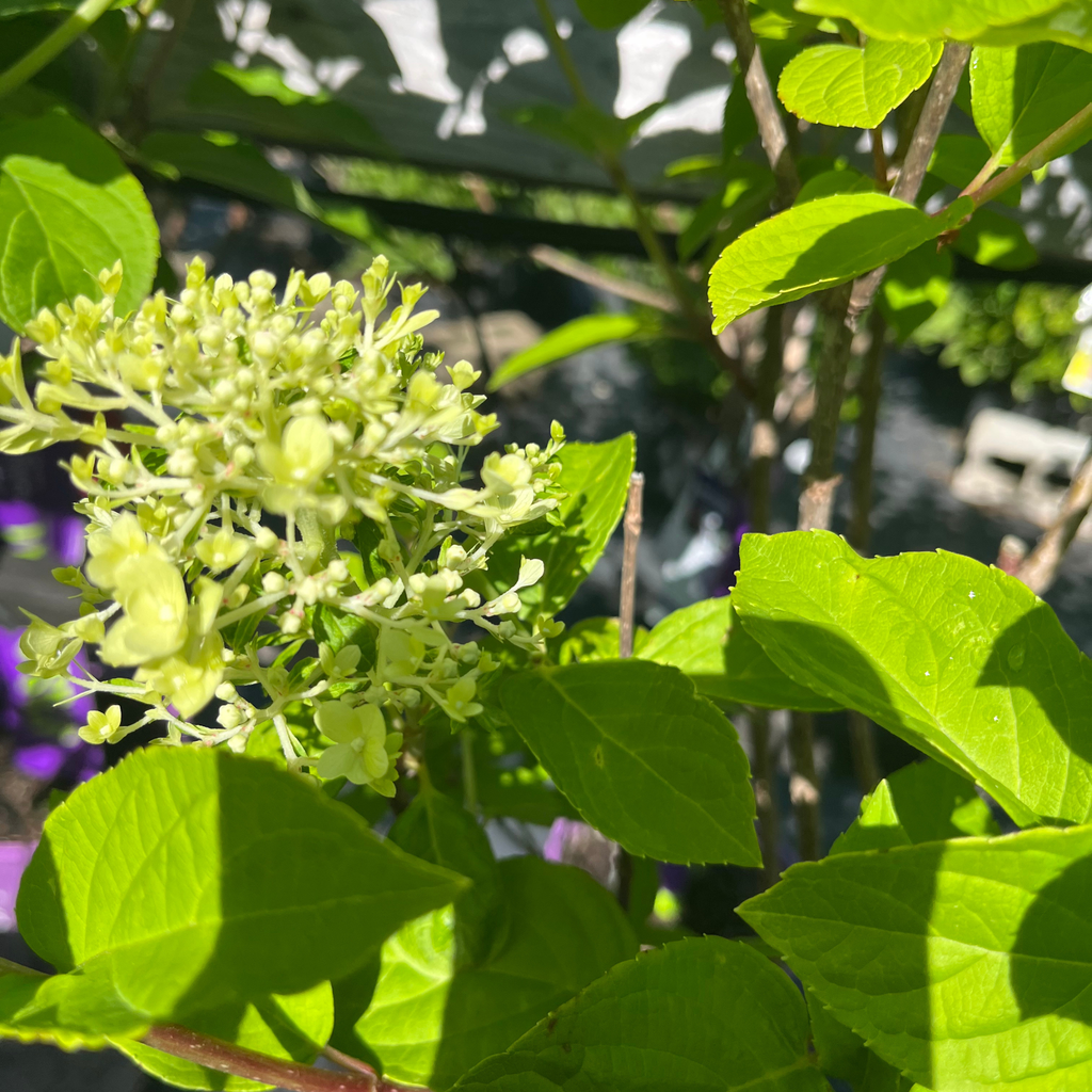 Limelight  Hydrangea Tree Form