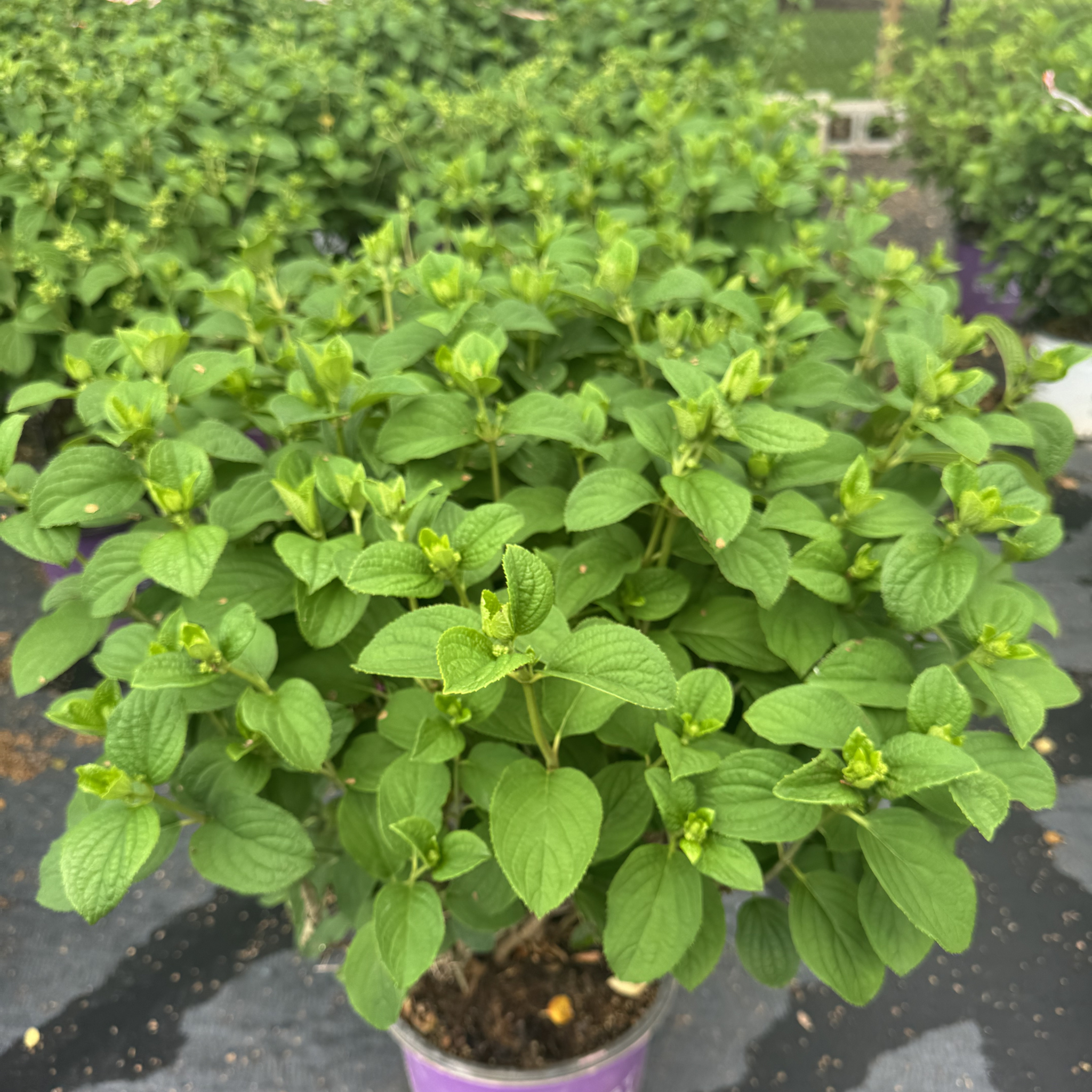 Little Hottie Hydrangea