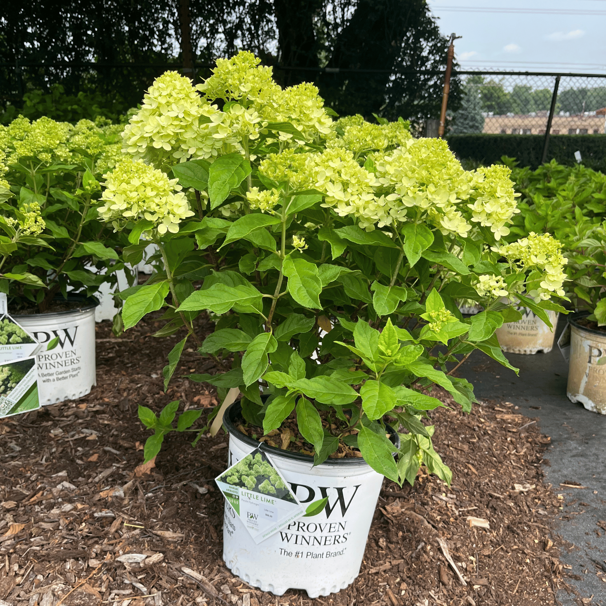 Little Lime Hydrangea
