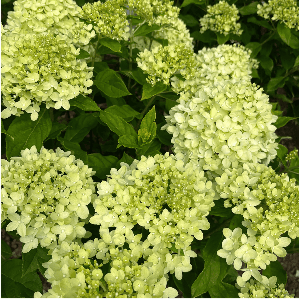 Little Lime Hydrangea