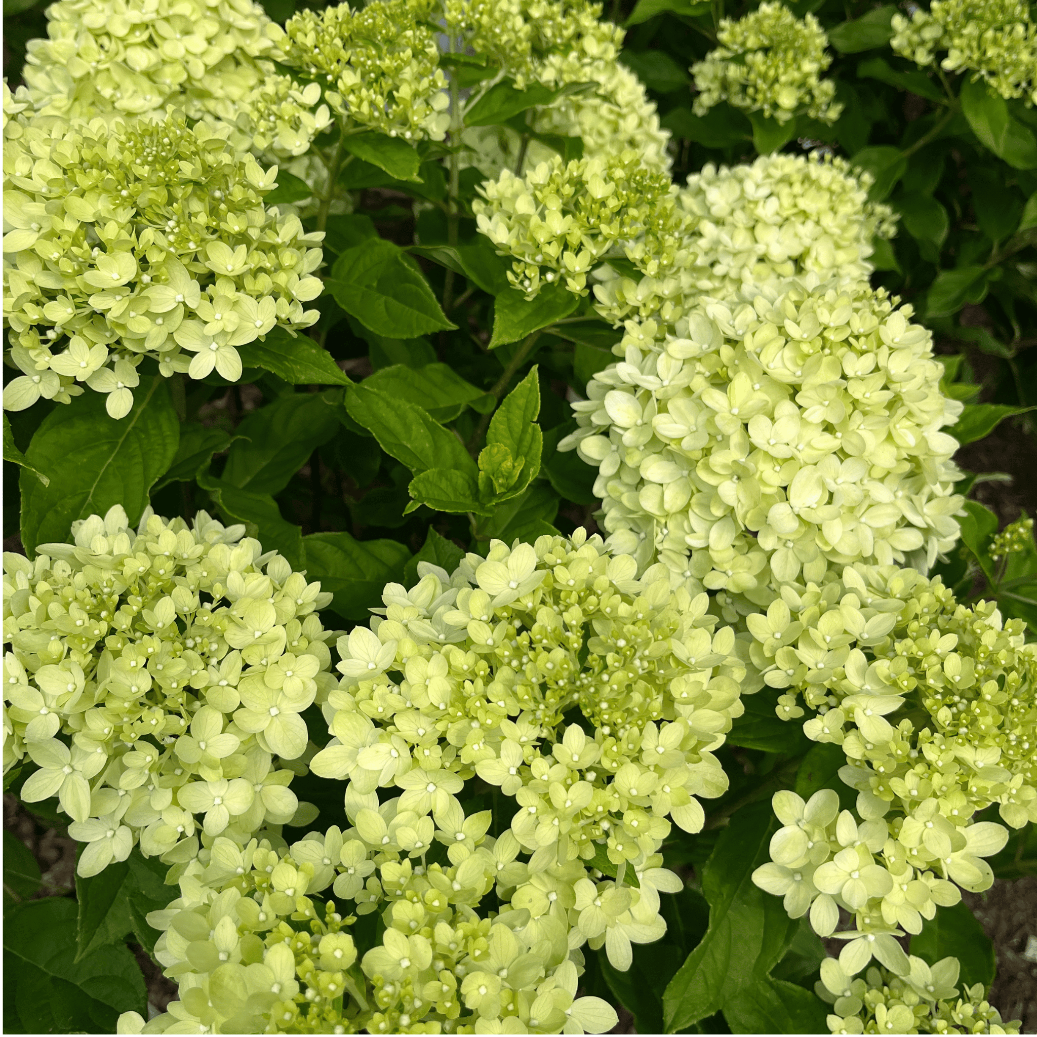Little Lime Hydrangea