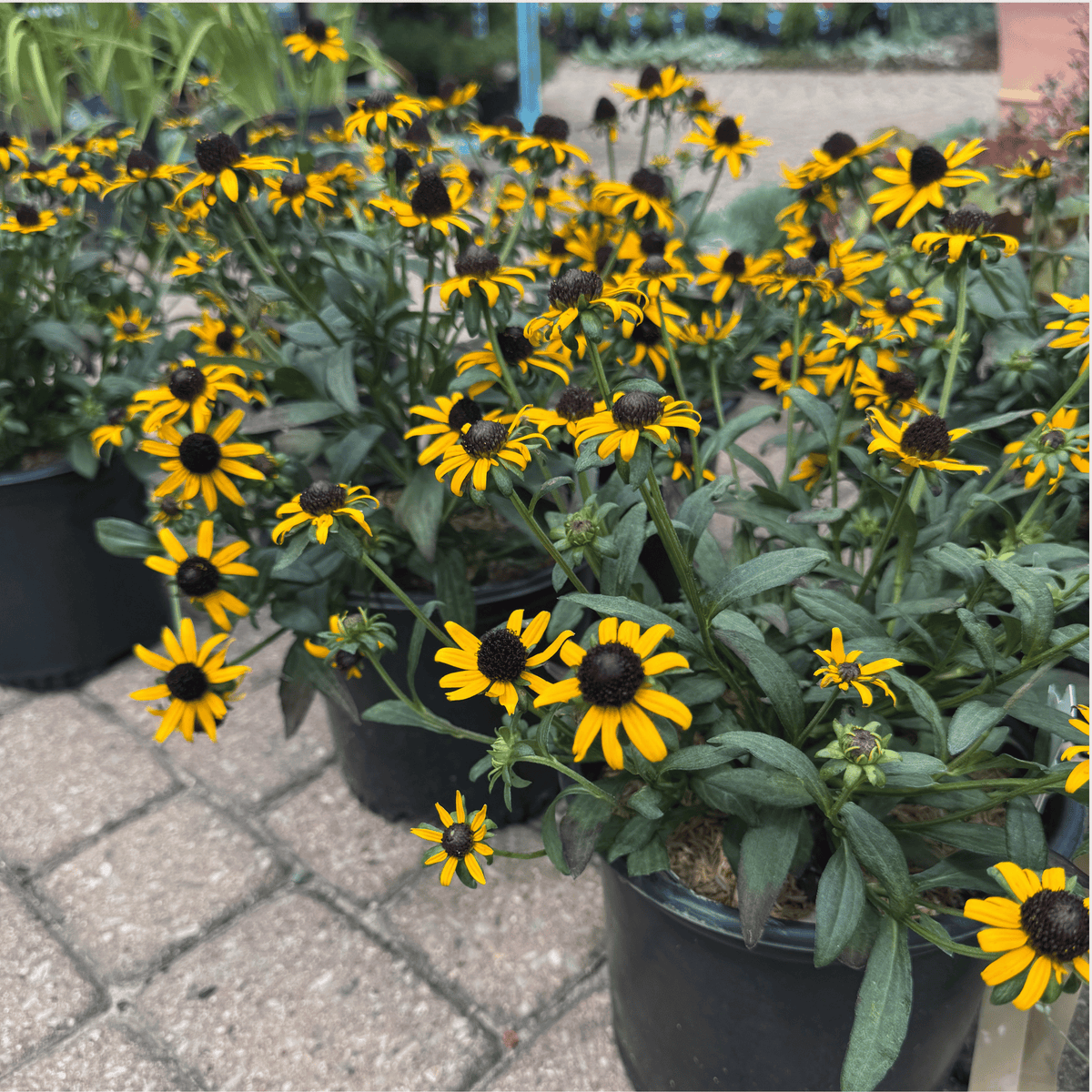 Little Goldstar® Black-Eyed Susan