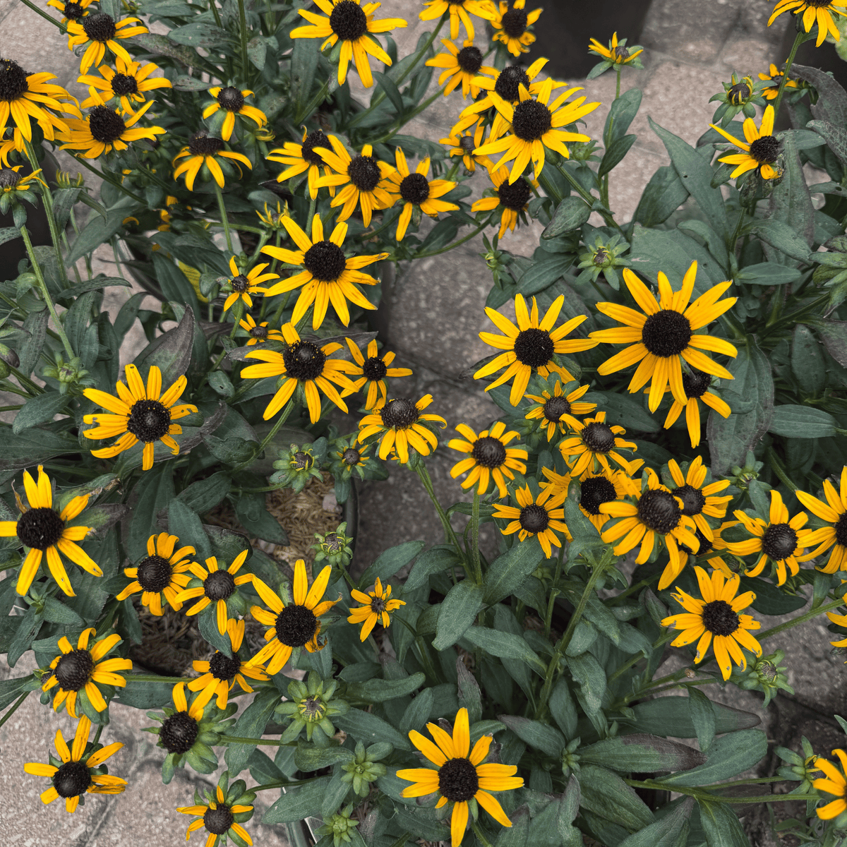 Little Goldstar® Black-Eyed Susan