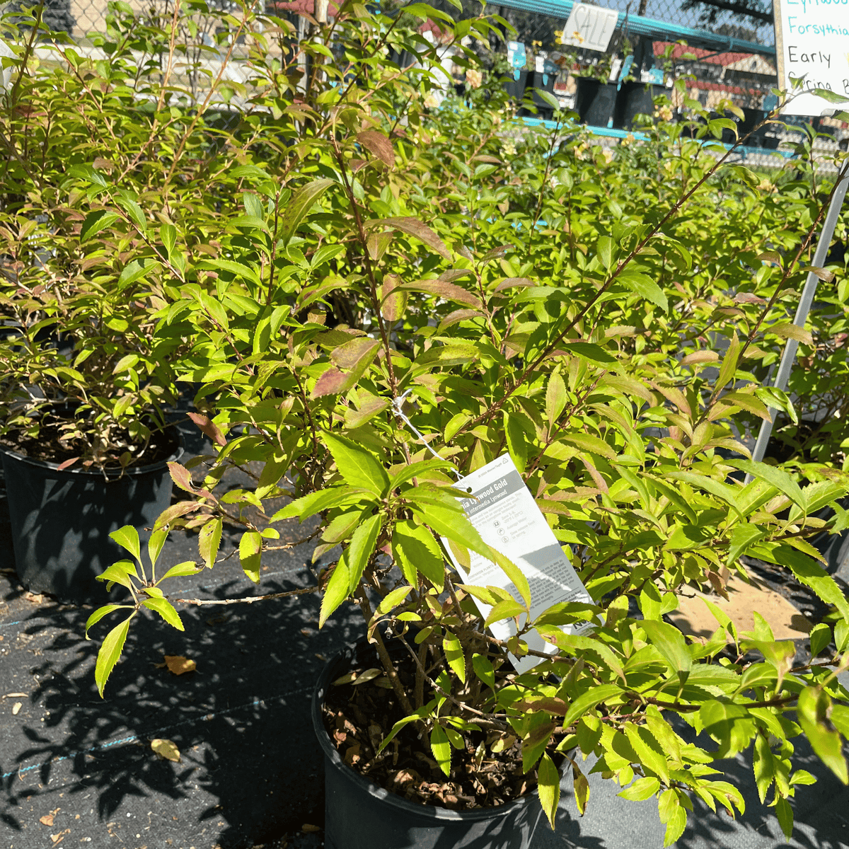 Lynwood Gold Forsythia
