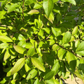 Lynwood Gold Forsythia