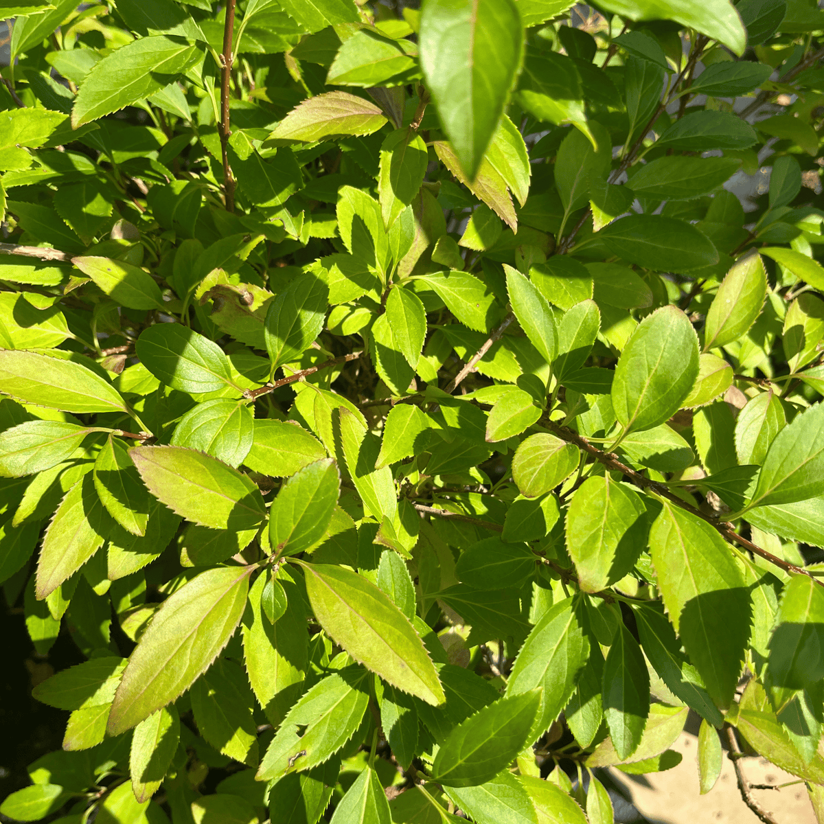 Lynwood Gold Forsythia