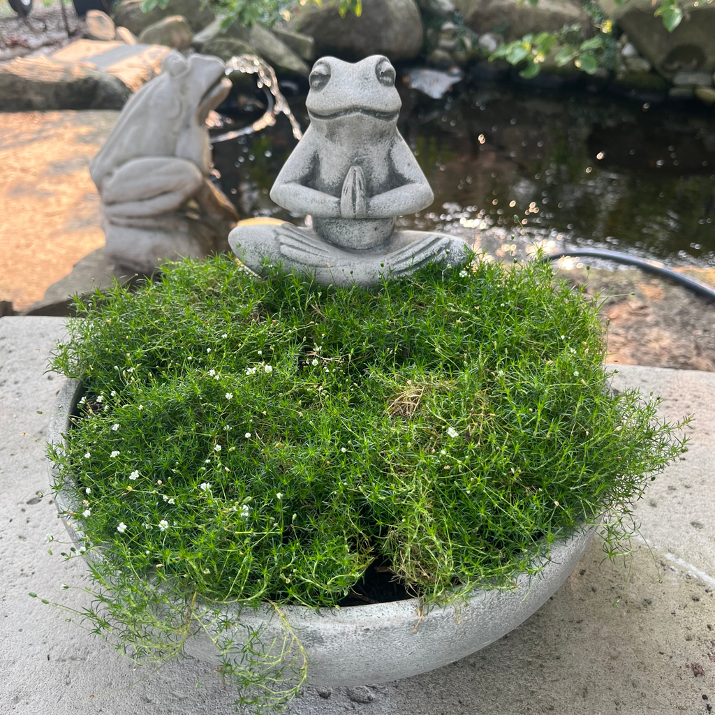 Meditation Frog Planter with Irish Moss