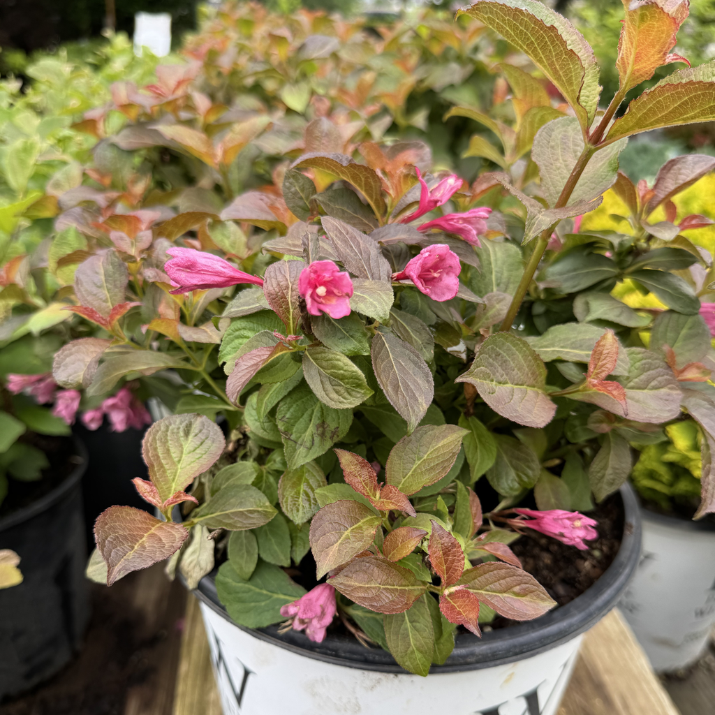 Midnight Sun Weigela